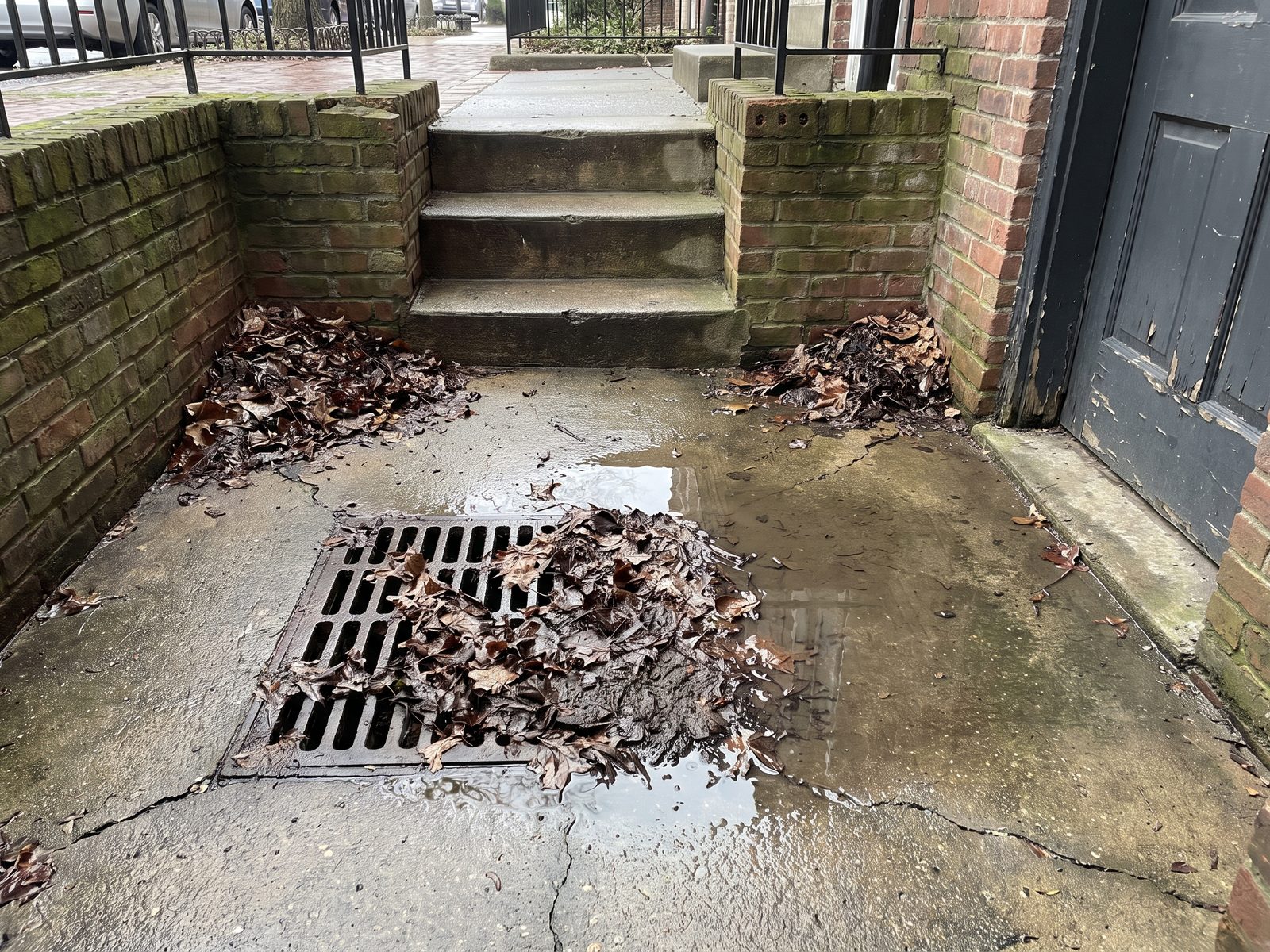 Blocked areaway drain outside a below-grade entry Leaf-clogged drain grate at the bottom of a below-grade areaway beside a basement entry door.