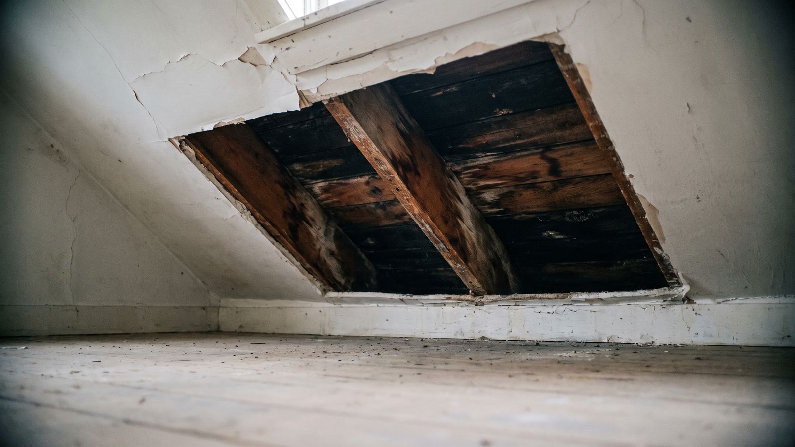 Opened ceiling exposing water-stained boards and a rafter Water-stained plank boards and a rafter exposed behind an opened ceiling, the hidden spread of first 24 hours water damage.