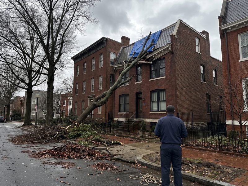 Tree fallen from a curbside tree box against a brick row house, a blue tarp already over the damaged roof slope.
