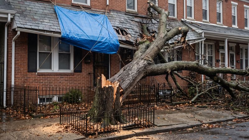 Tree fell on a DC row house, the trunk across a torn slate roof with a blue tarp rigged over the break.